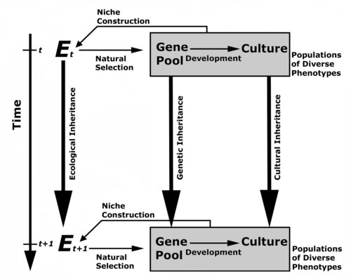 Figure 1. The niche construction model of bio-social evolution