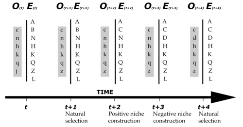 Figure 2. Both organisms and their environment can change over time