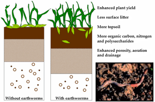 Figure 3. Soil changes due to earthworm activity