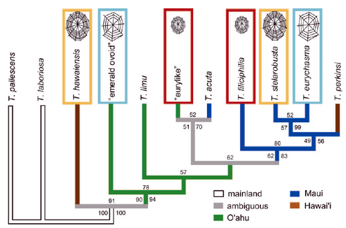 Figure 4. Putting behavioral traits into phylogenetic perspective